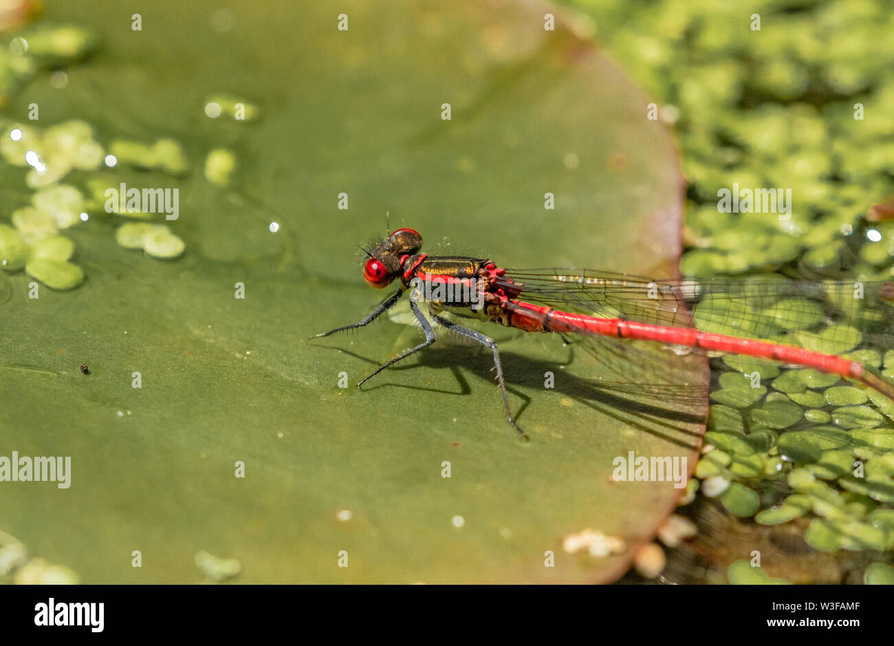 Un grande rosso damselfly (UK) su un giglio di acqua foglia. Foto Stock