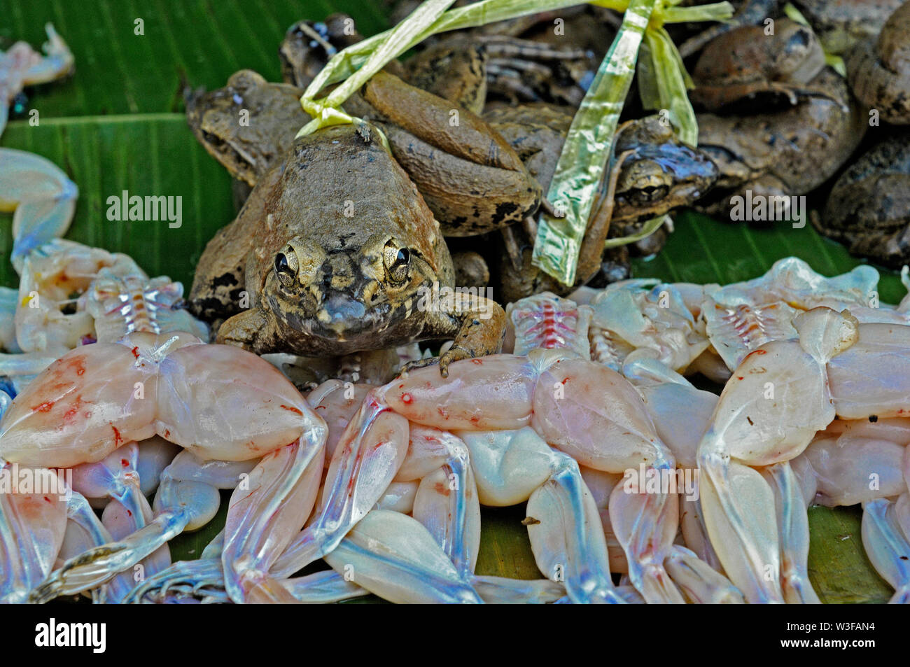 Jakarta, Indonesia - 2010.05.18: senza pelle / pelle rane morte e rane vive esposti per la vendita in una fase di stallo a glodok jalan kemenangan Foto Stock