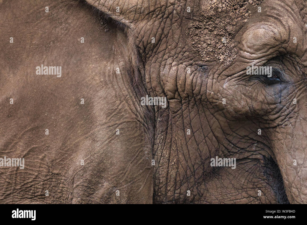 Abstract della vista di dettaglio della parte anteriore del lato di un elefante africano (Loxodonta africana), come sfondo, pattern o una texture in grigio naturale Foto Stock