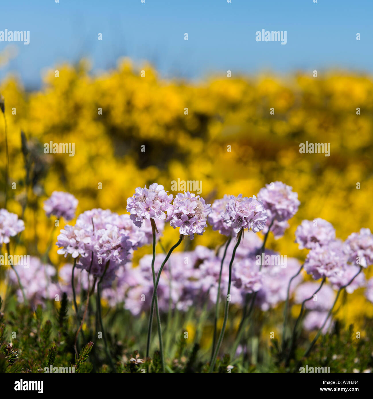 Mare rosa con giallo fiori selvatici in background, Jersey, Isole del Canale Foto Stock