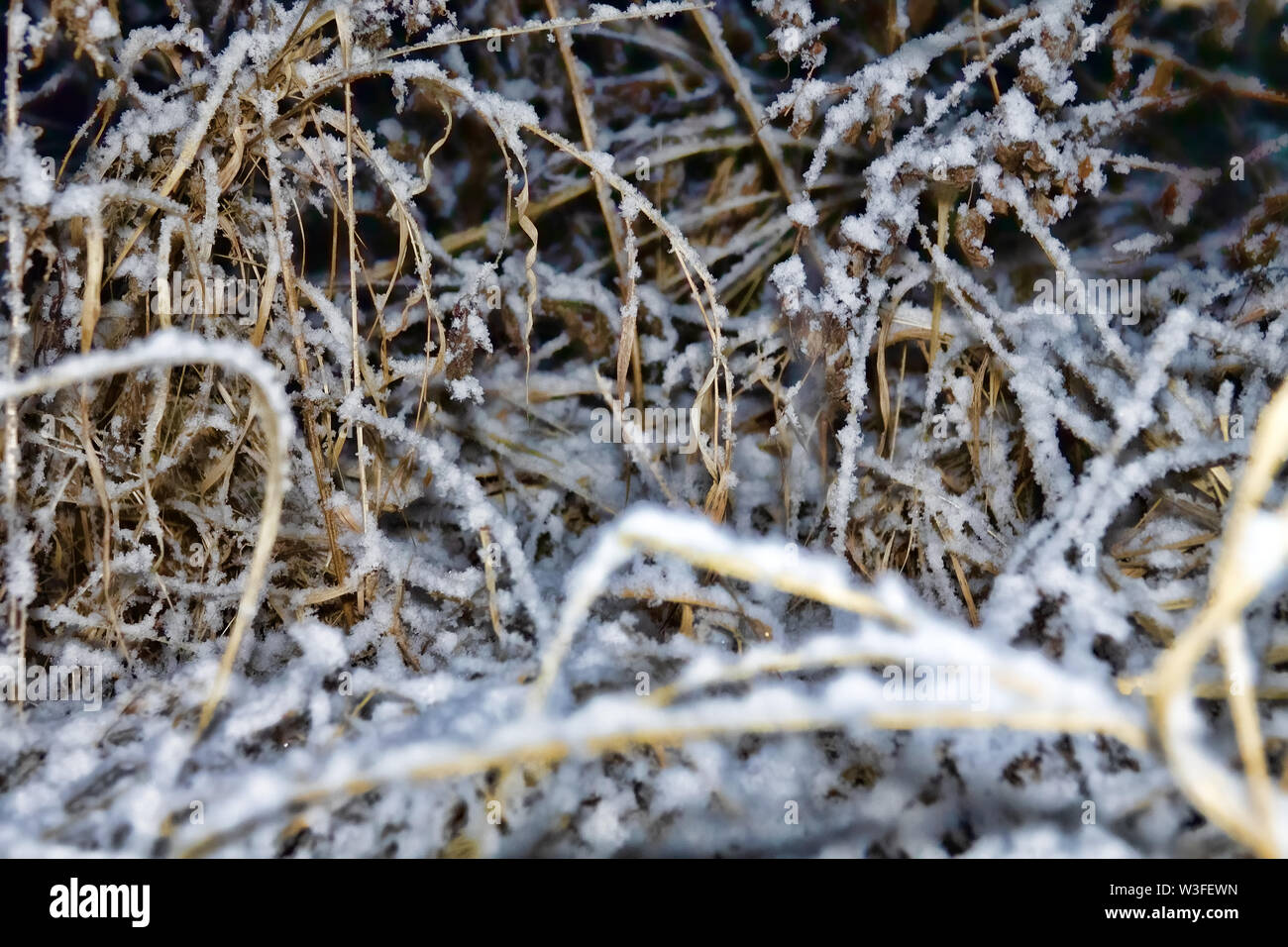 Notte meteo in montagna, Nevicata e Secco Prairie piante closeup Foto Stock