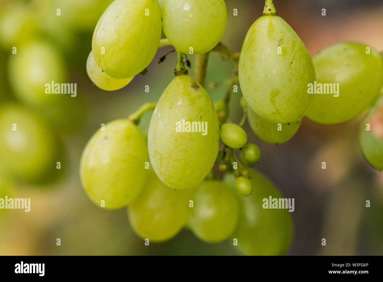 Verde uva che cresce in un inglese walled garden Foto Stock