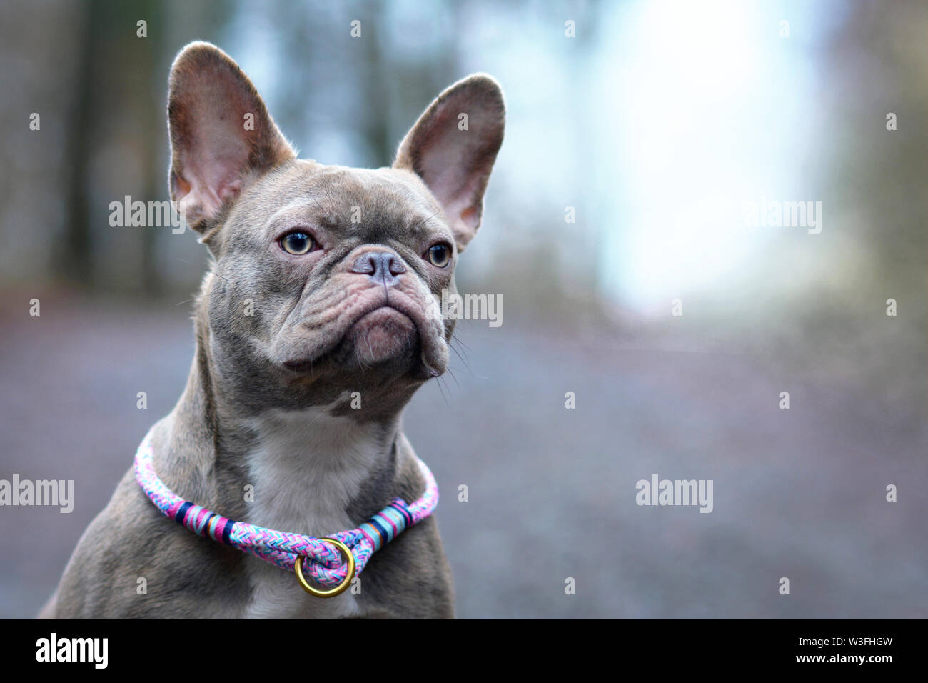 Ritratto di rara bellezza lilla colorato tigrato femmina bulldog francese cane con luce ambra occhi e violetta paracord collare Foto Stock