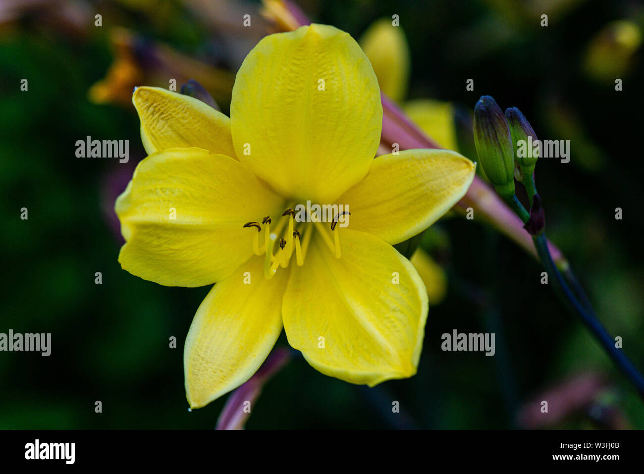 Hemerocallis Lilioasphodelus Immagini Hemerocallis