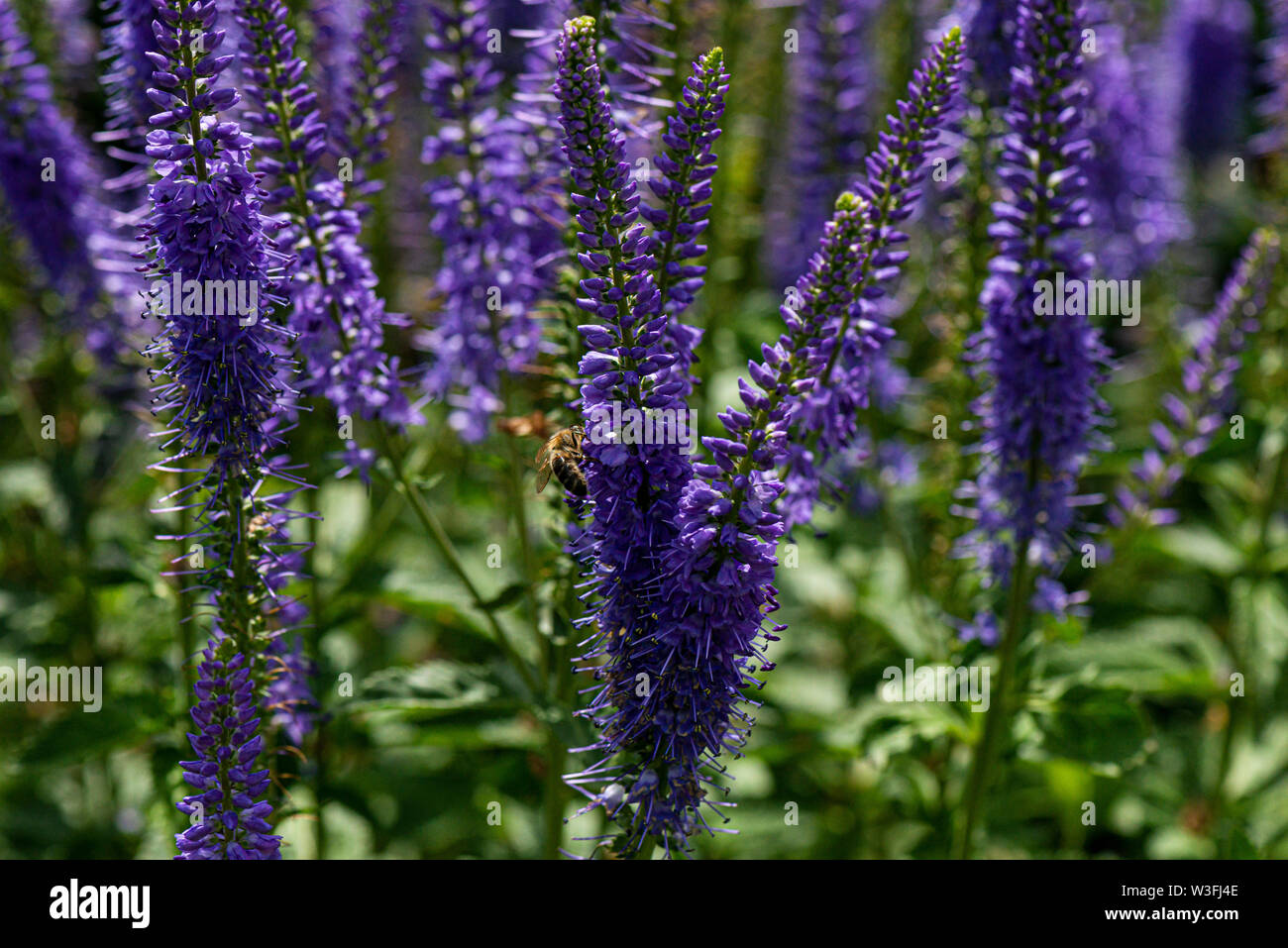 Un miele delle api (Apis mellifera) su i fiori del giardino speedwell (Veronica longifolia) Foto Stock