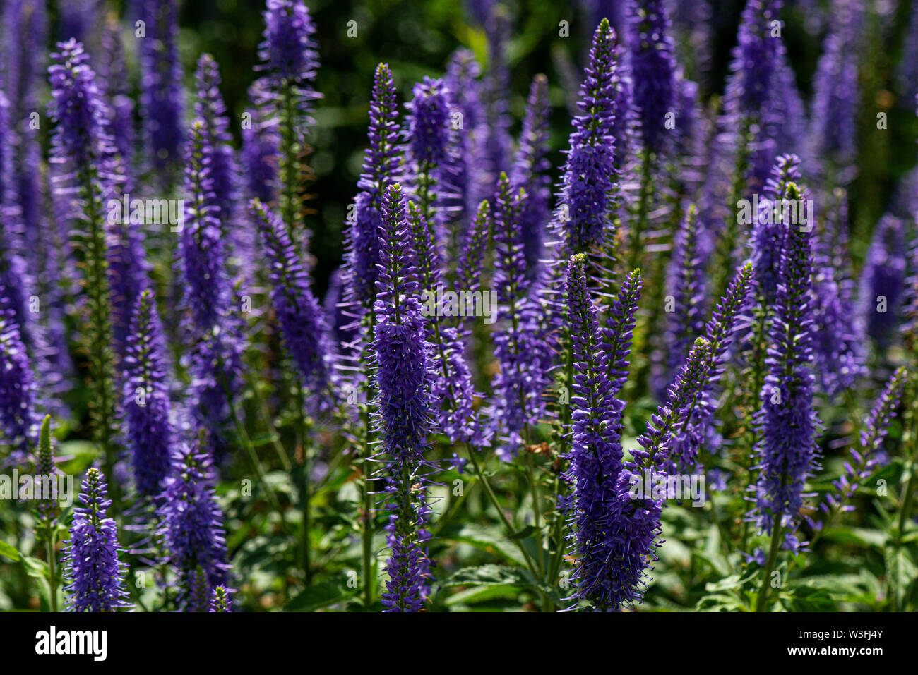 I picchi dei fiori del giardino speedwell (Veronica longifolia) Foto Stock