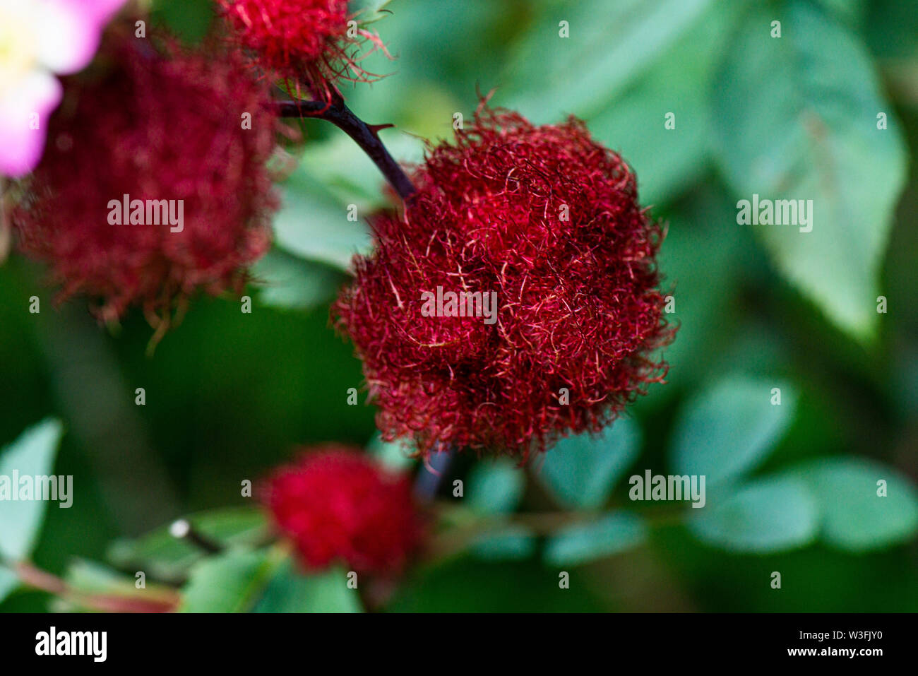 Una rosa bedeguar gall del bedeguar gall wasp (Diplolepis rosae) su un cane rosa (Rosa canina) Foto Stock