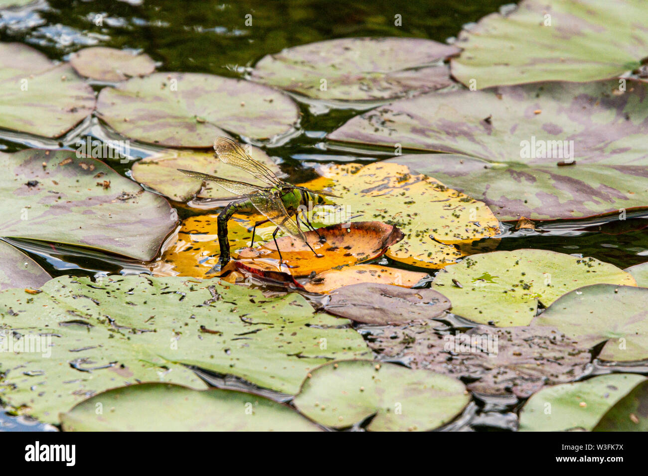 Una femmina blu a forma di libellula imperatore (Anax imperator) deposizione di uova Foto Stock