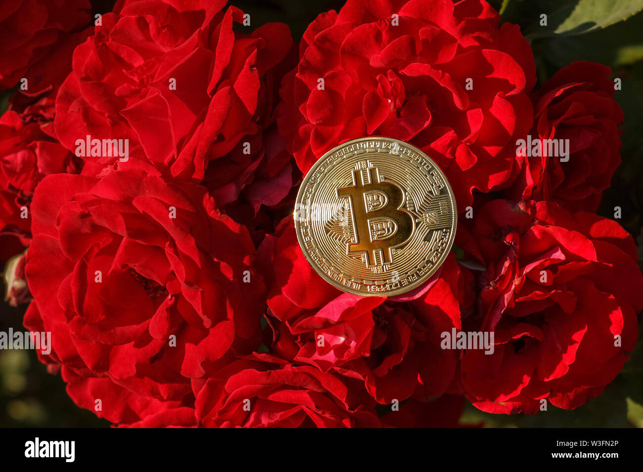 Un sottile medaglia d oro di bitcoin è fissa sul rose fiori. Il grande e golden bitcoin era situato sul red rose fiore. Sul Red Rose in Foto Stock