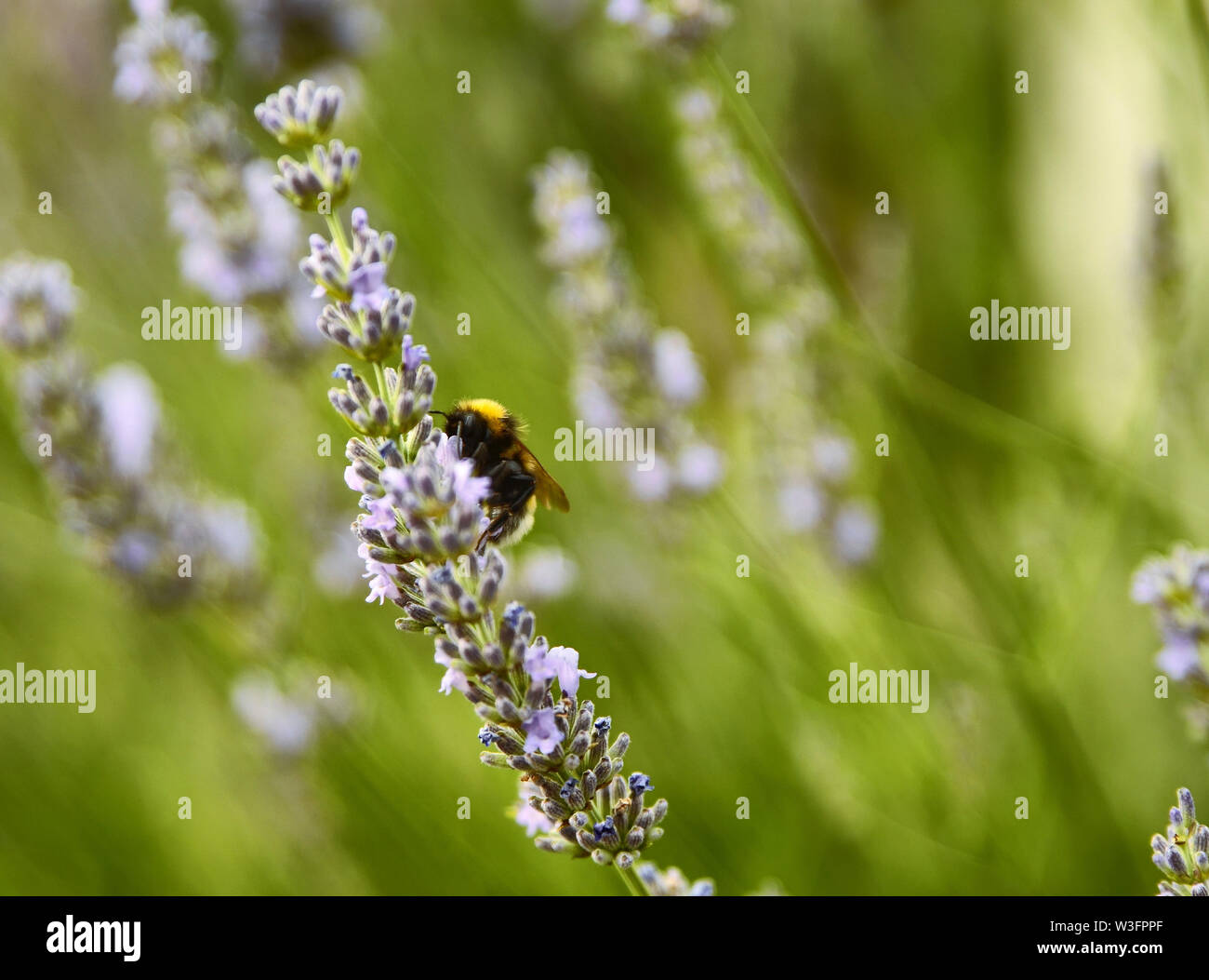 Immagine ravvicinata di un hornet su una lavanda in fiore bush Foto Stock