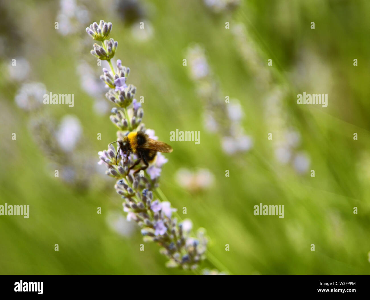 Immagine ravvicinata di un hornet su una lavanda in fiore bush Foto Stock
