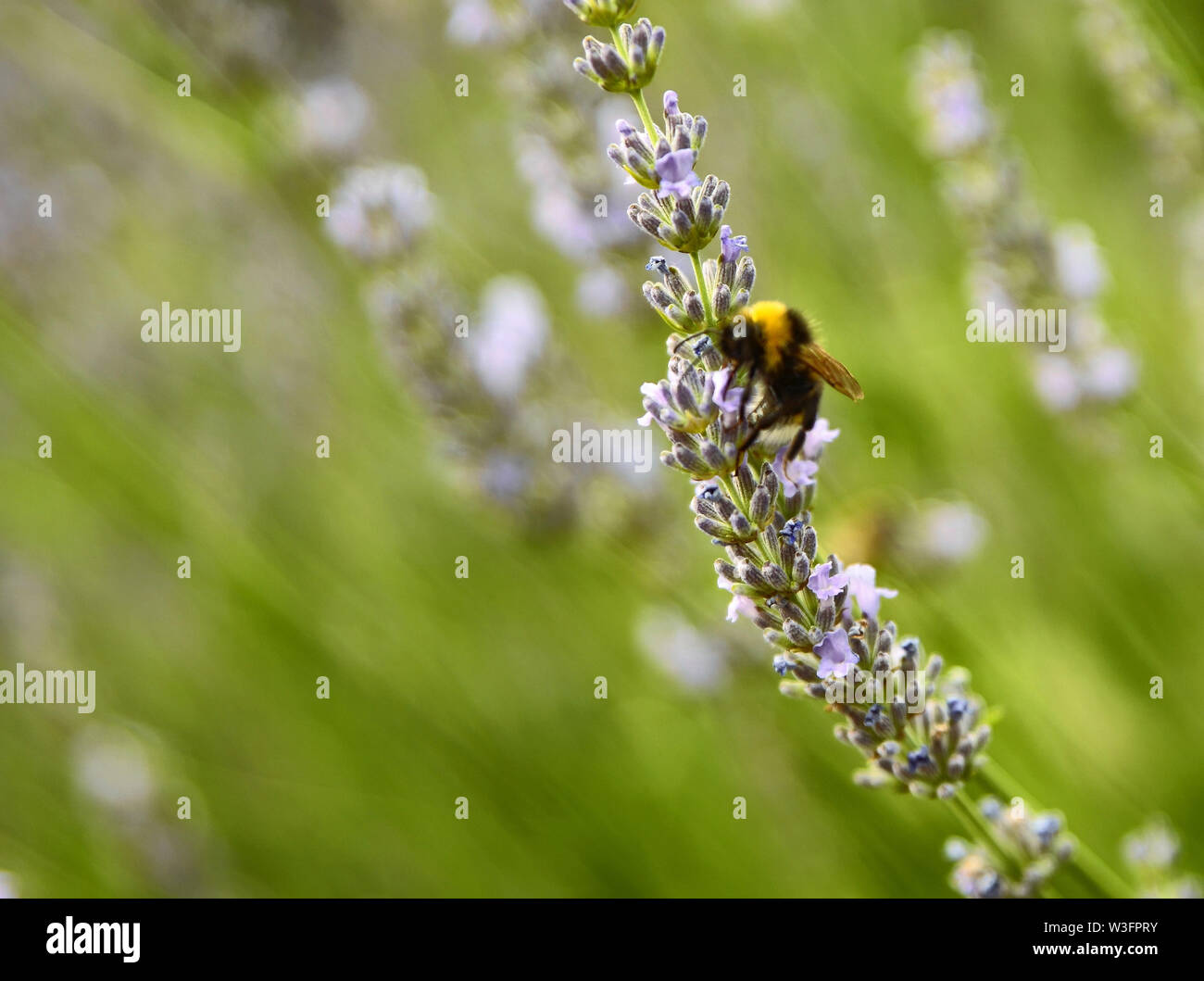 Immagine ravvicinata di un hornet su una lavanda in fiore bush Foto Stock