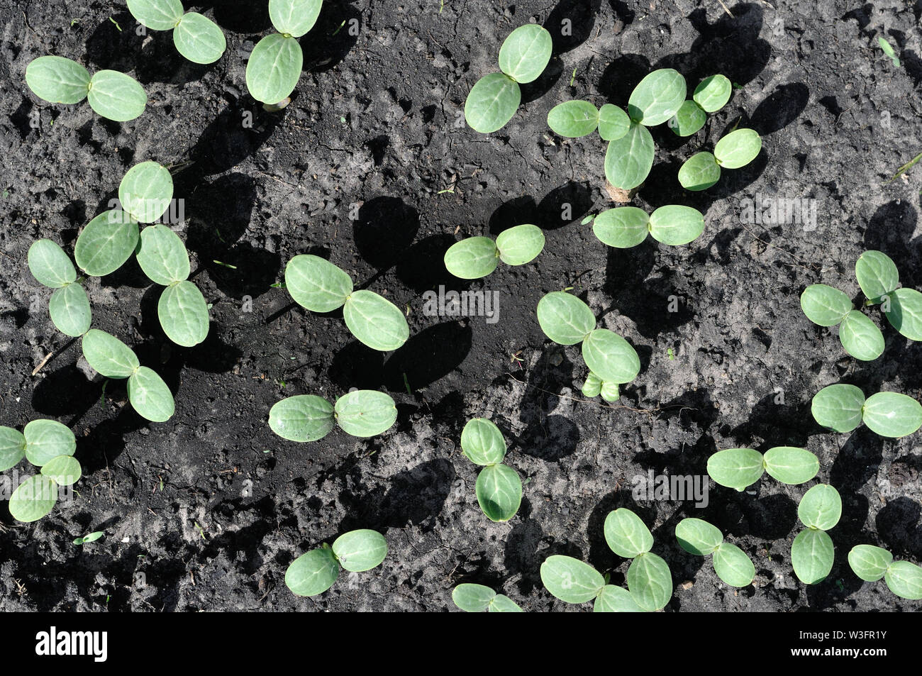 Close-up di anguria i germogli in crescita nel giardino vegetale come piantine destinate alla piantagione, vista da sopra Foto Stock
