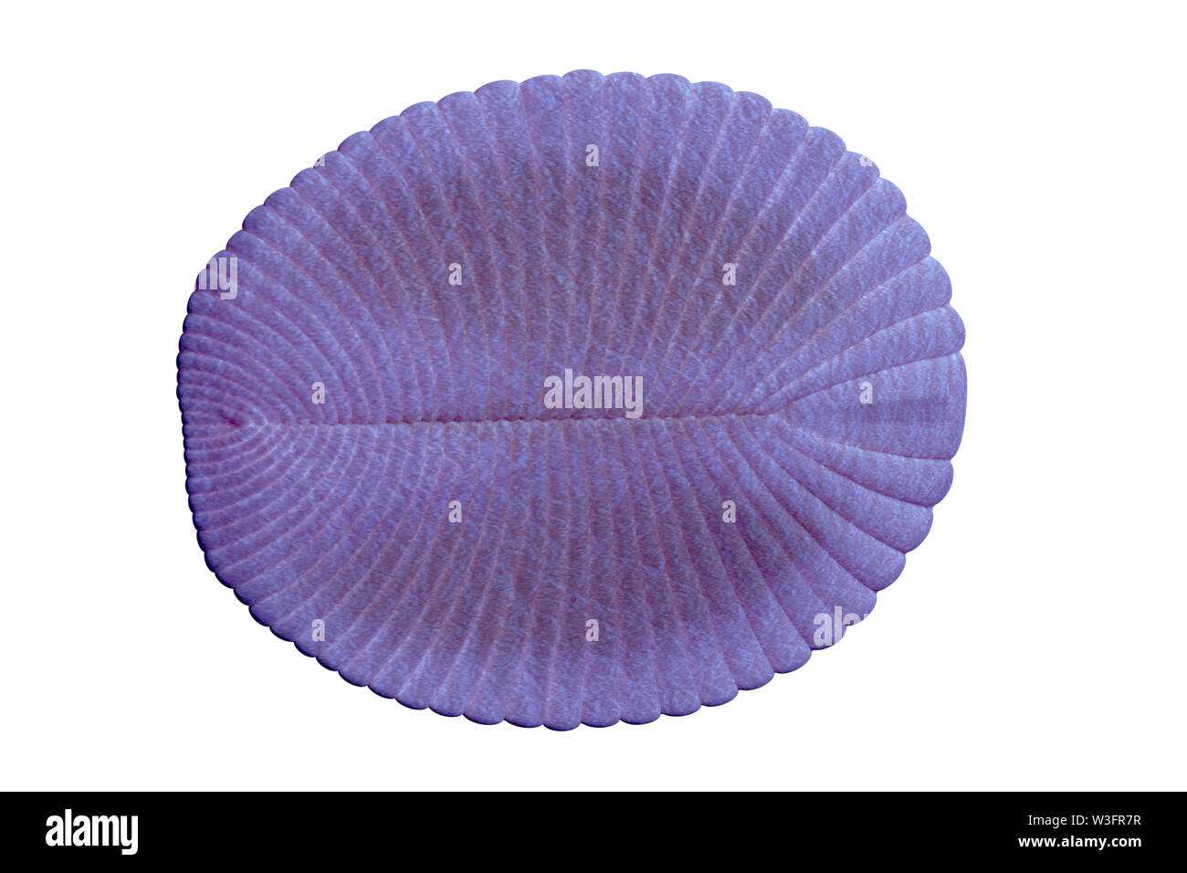 Dickinsonia, estinto creatura dell'epoca Ediacaran, uno dei primi animali (3d illustrazione della scienza isolati su sfondo bianco) Foto Stock