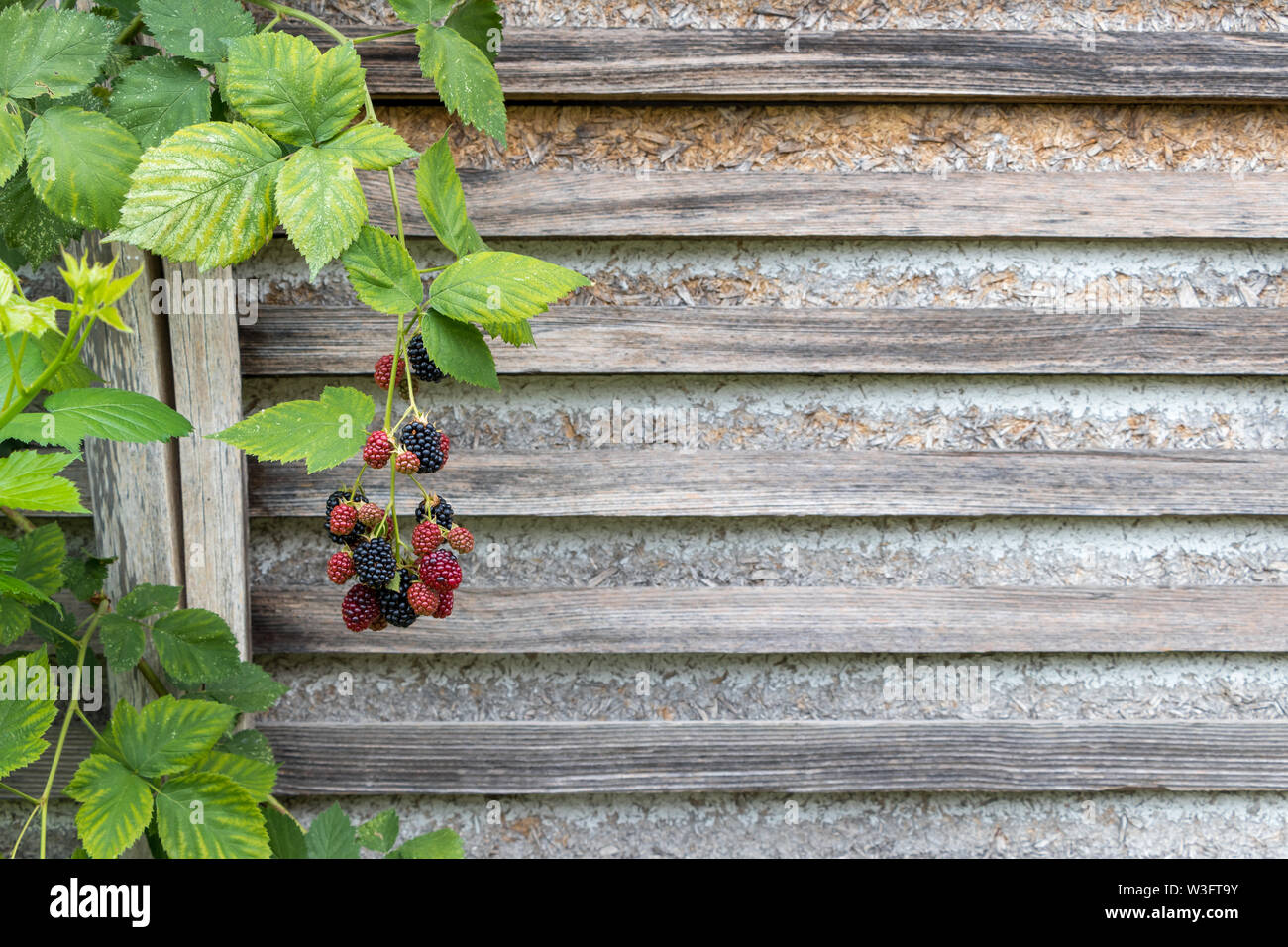 Mature e frutti immaturi di more su un ramo. Listelli in legno sfondo Foto Stock