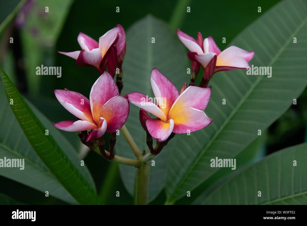 Plumeria rubens - molto profumato frangipani Foto Stock