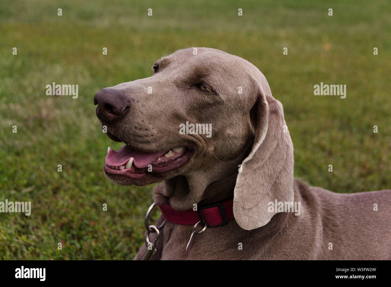 Splendida razza cani smart per la mostra, buoni amici Foto Stock