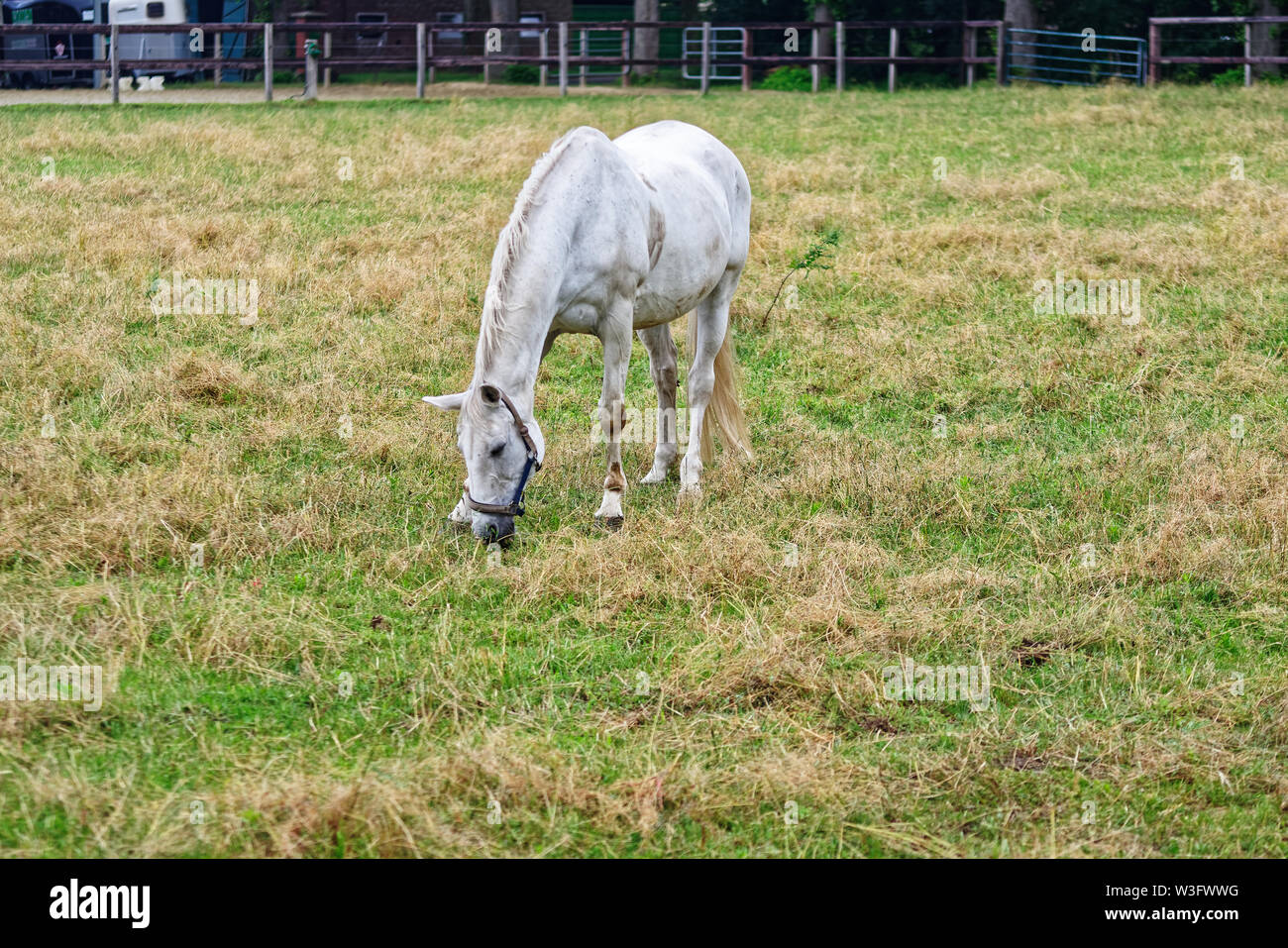 Cavallo con pelliccia bianca di pascolare su un prato Foto Stock