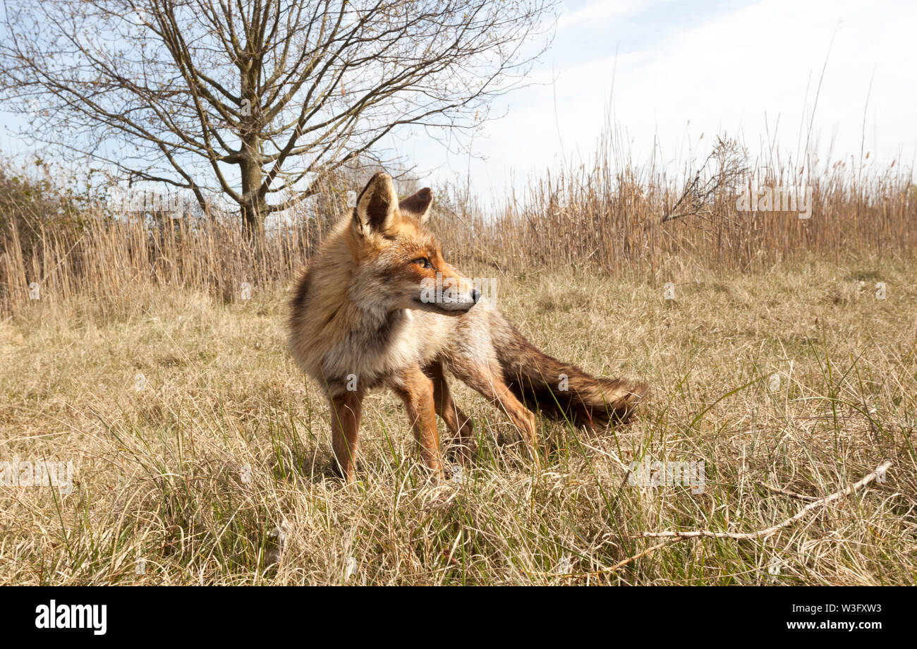 Red Fox in dune olandese Foto Stock