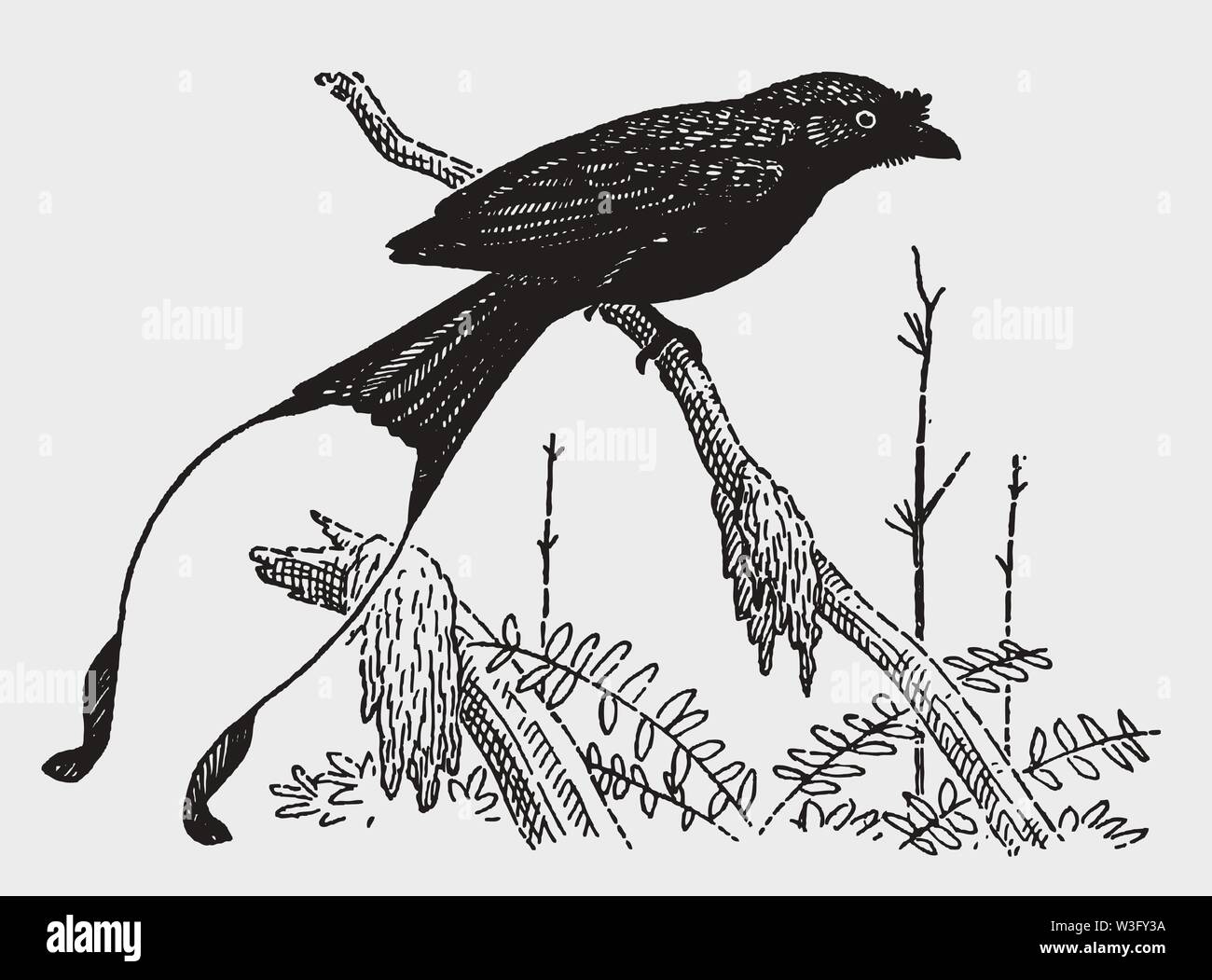 Maggiore racket-tailed drongo (dicrurus paradiseus) seduto su un albero. Illustrazione dopo una incisione storica risalente agli inizi del XX secolo Illustrazione Vettoriale