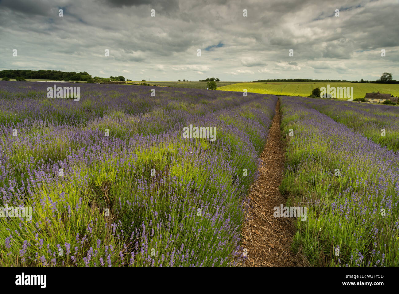 Righe di lavanda in un campo in campagna in una fattoria Snowshill, Worcestershire, Regno Unito Foto Stock