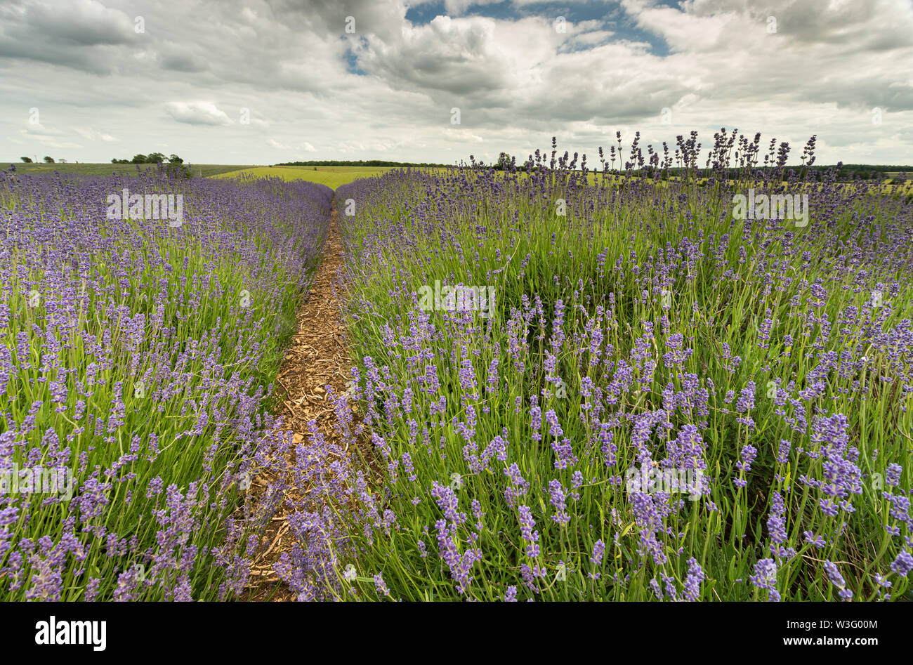 Righe di lavanda in un campo in campagna in una fattoria Snowshill, Worcestershire, Regno Unito Foto Stock