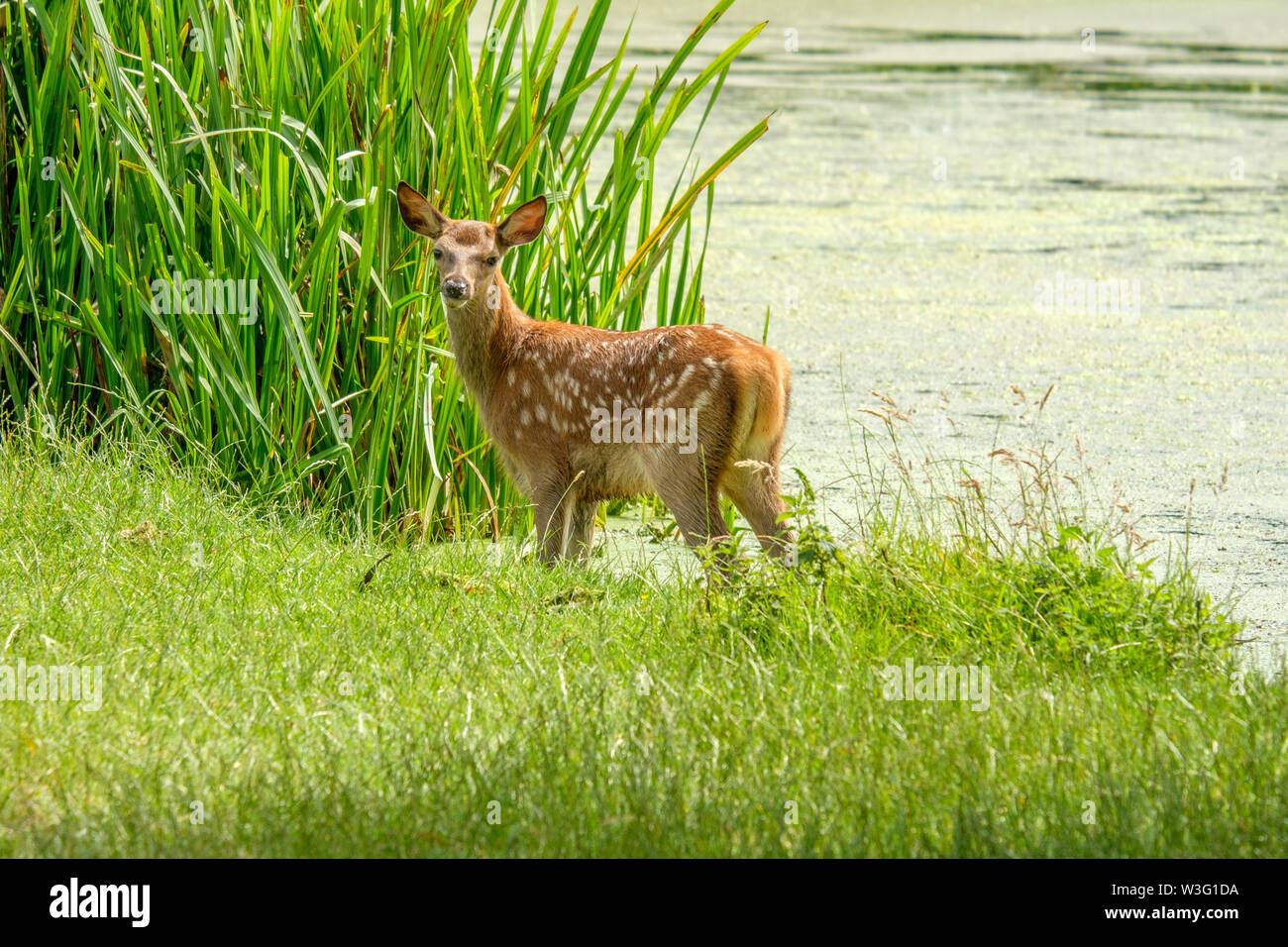 Red Deer Cervus elaphus Capretta in piedi in Heron stagno Stagno Bushy Park Hampton Londra Inghilterra REGNO UNITO Foto Stock