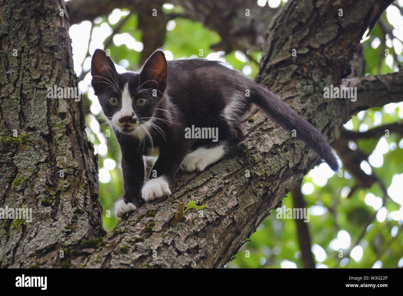 Gattino bianco e nero su un albero, Felis-Catus Foto Stock