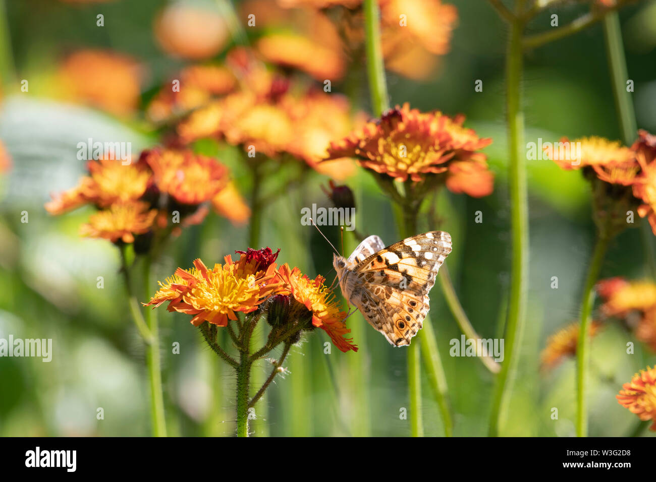Un dipinto di Lady Butterfly (Vanessa Cardui) in una patch di 'Fox e lupetti' (Pilosella aurantiaca), noto anche come "Orange Hawkweed' Foto Stock