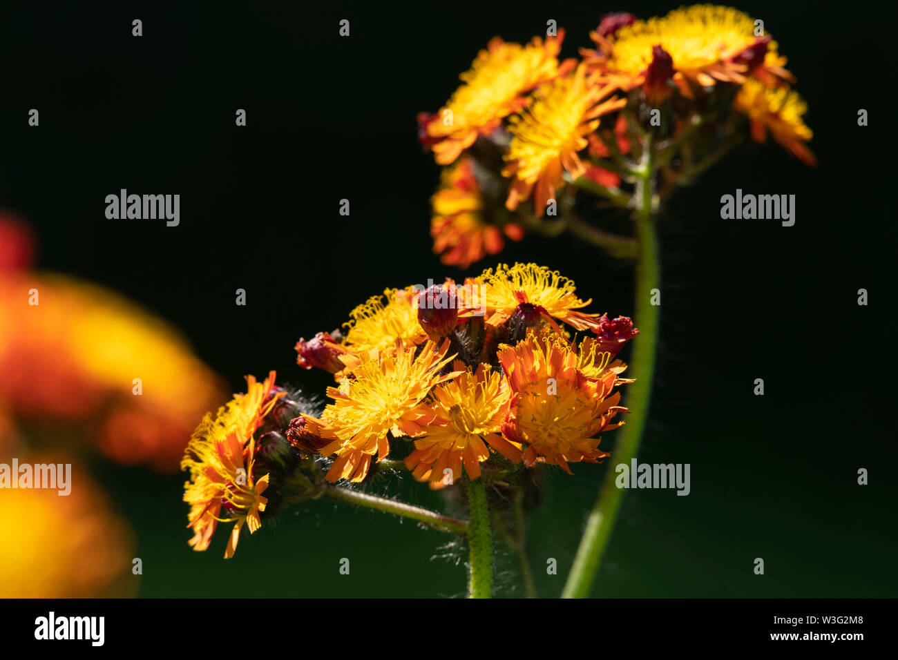 Teste dei fiori selvaggi Hieracium Aurantiacum, comunemente noto come 'Fox e lupetti' o 'Missionary weed', contro uno sfondo scuro Foto Stock