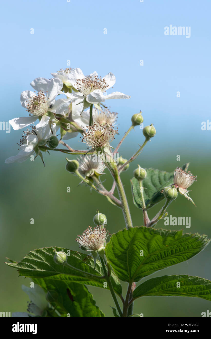 Il bianco dei fiori e boccioli non aperti su un Blackberry Bush (Rubus fruticosus) cresce al di sopra di una siepe in Scozia Foto Stock