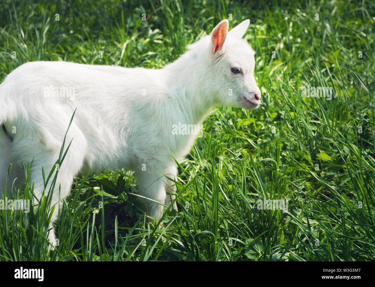 Uno di piccole dimensioni e di colore bianco giovane capra in piedi lateralmente tra erba verde su una calda giornata di primavera guardando dritto con gioia e felicità, determinazione e confidarsi Foto Stock