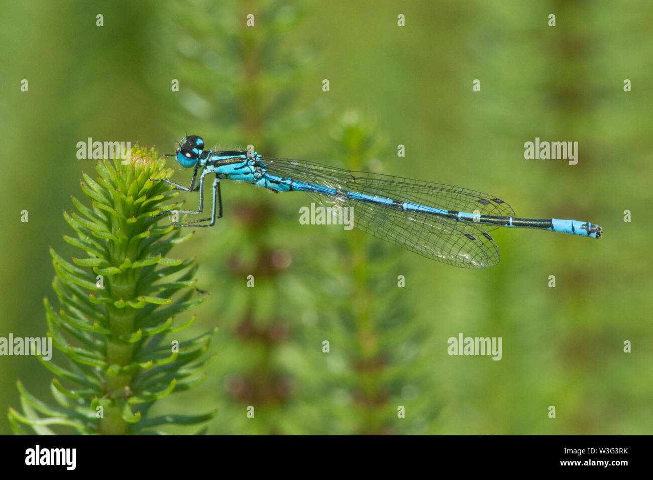Azure, Damselfly Coenagrion puella maschio, vista laterale, profilo, Sussex, Regno Unito, Giugno Foto Stock