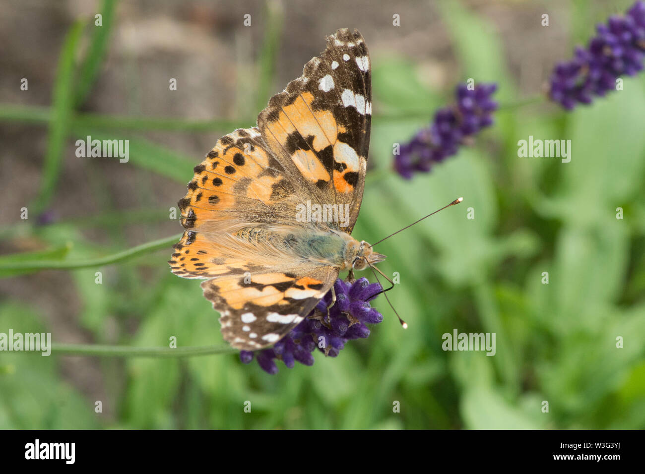 Dipinto di Lady butterfly, Vanessa cardui, sulla lavanda, appena arrivato, migrate, alette aperte che mostra top, superiore, Sussex, Regno Unito, Giugno Foto Stock