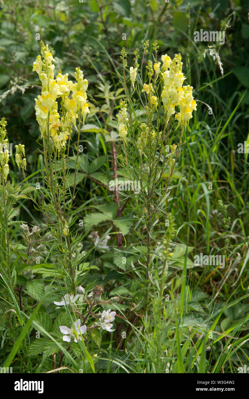 Toadflax comune, giallo, Toadflax Linaria vulgaris, in fiore, fiore spike, Sussex, Regno Unito, Giugno Foto Stock