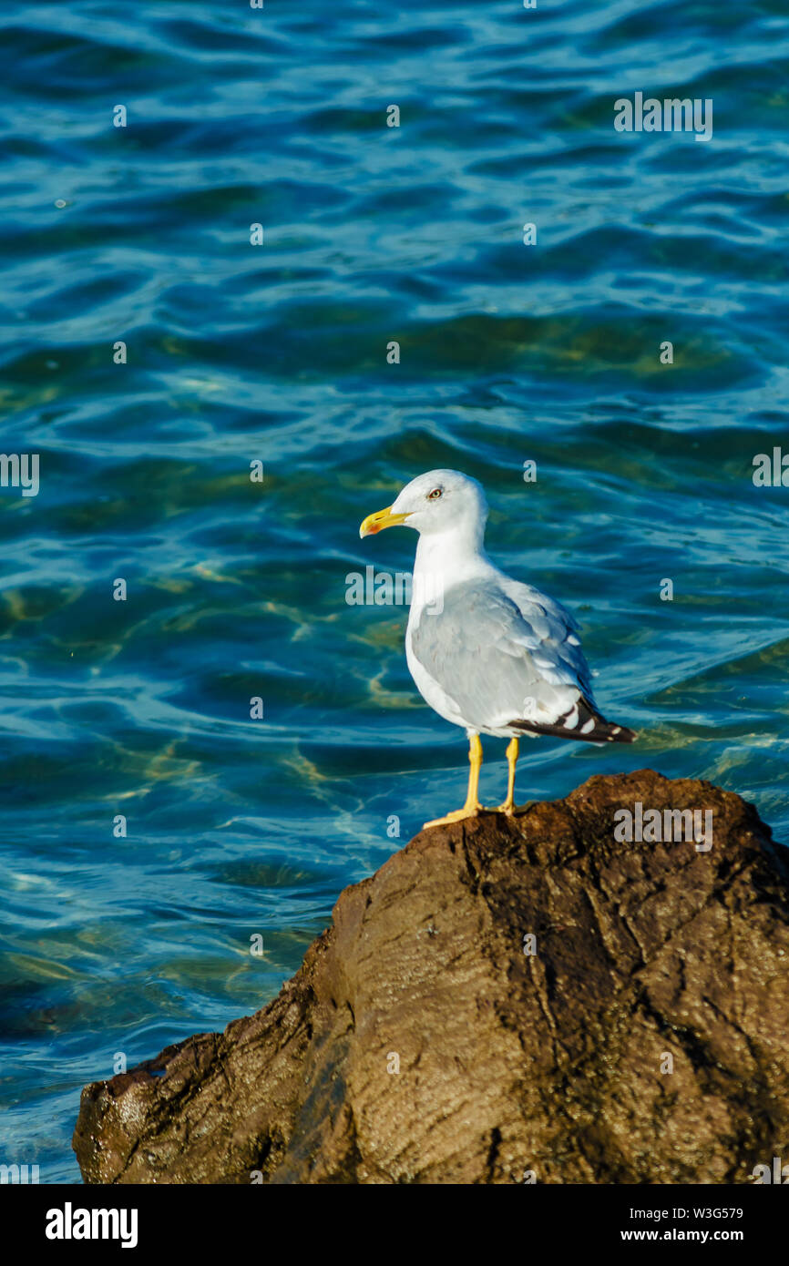 Gabbiano bianco con il nero ali seduta sulle rocce al Mar Nero. Cormorano sbarco sulla scogliera in estate giornata di sole. Bird guarda le acque calme. P Foto Stock