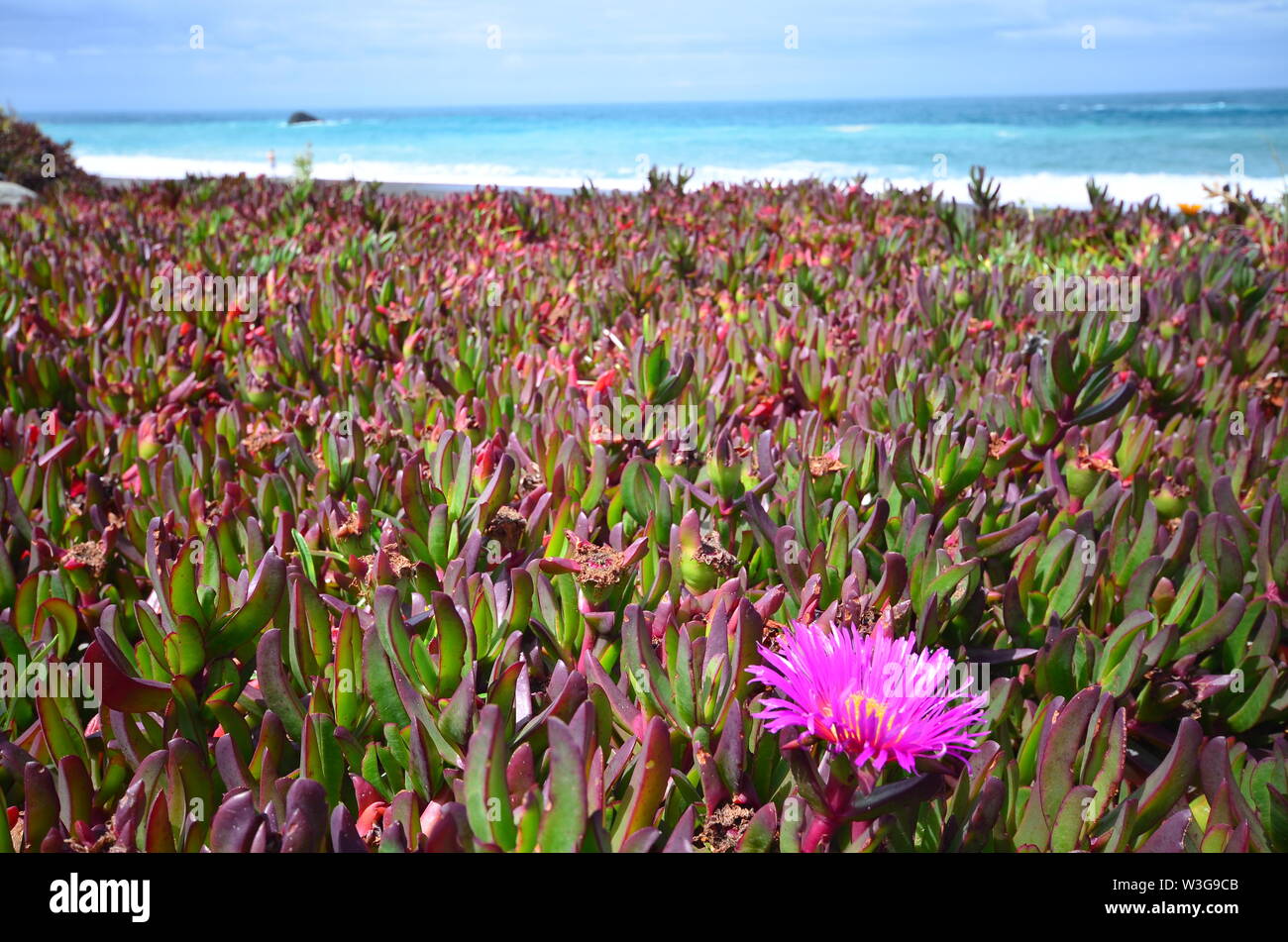 Costa Selvaggia di Nuova Zelanda Foto Stock