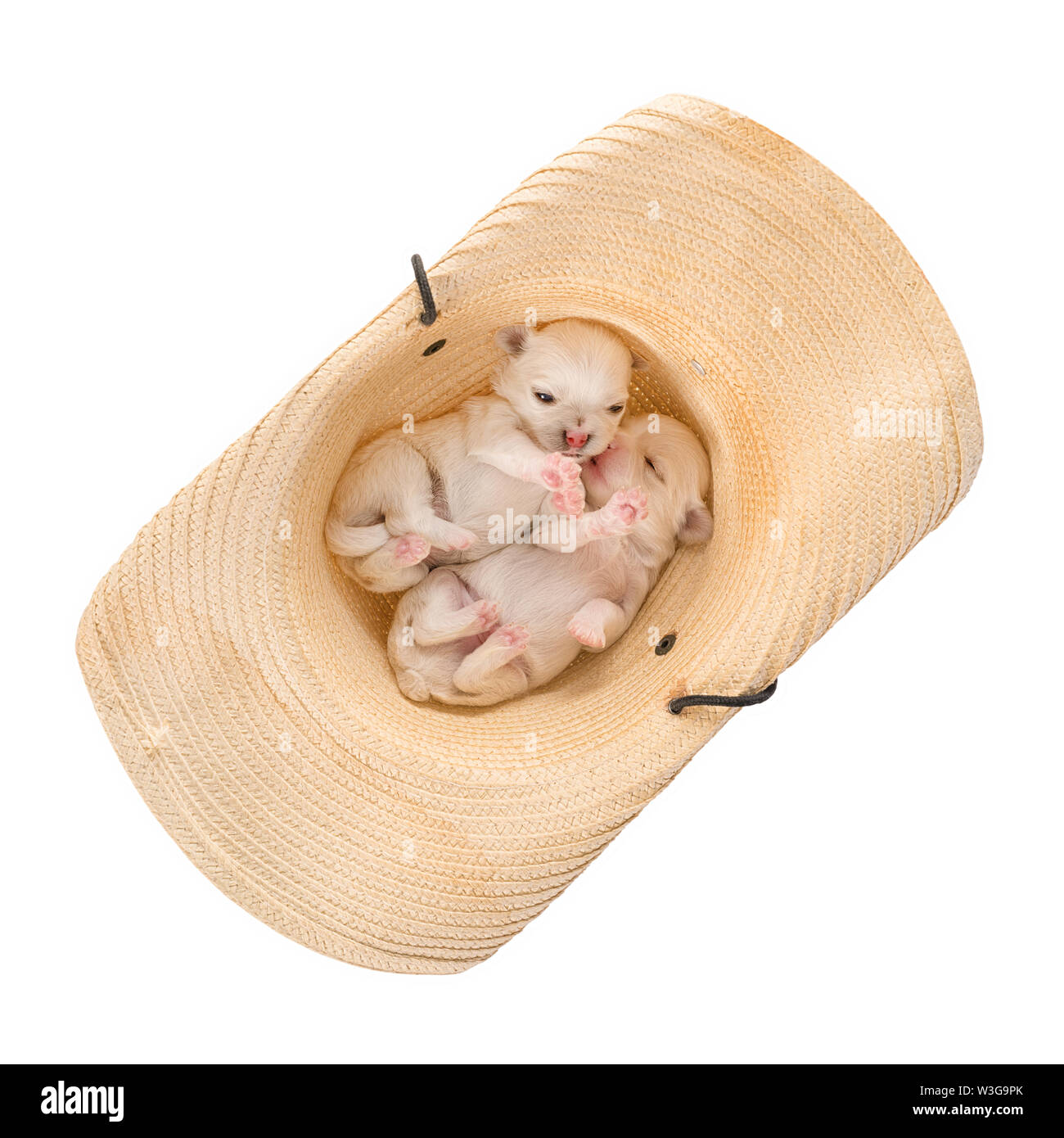Due piccoli cuccioli in un cappello di paglia. Isolato su bianco, percorso di clipping incluso Foto Stock