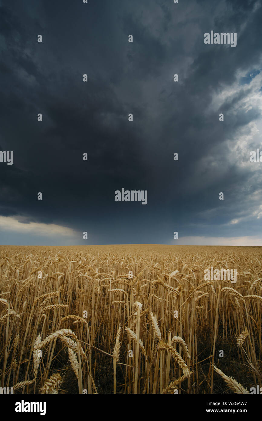 Campo di fieno in estate con le nuvole scure. Tempesta estiva su terreni coltivati lungo il percorso di Camino di Santiago. Foto Stock