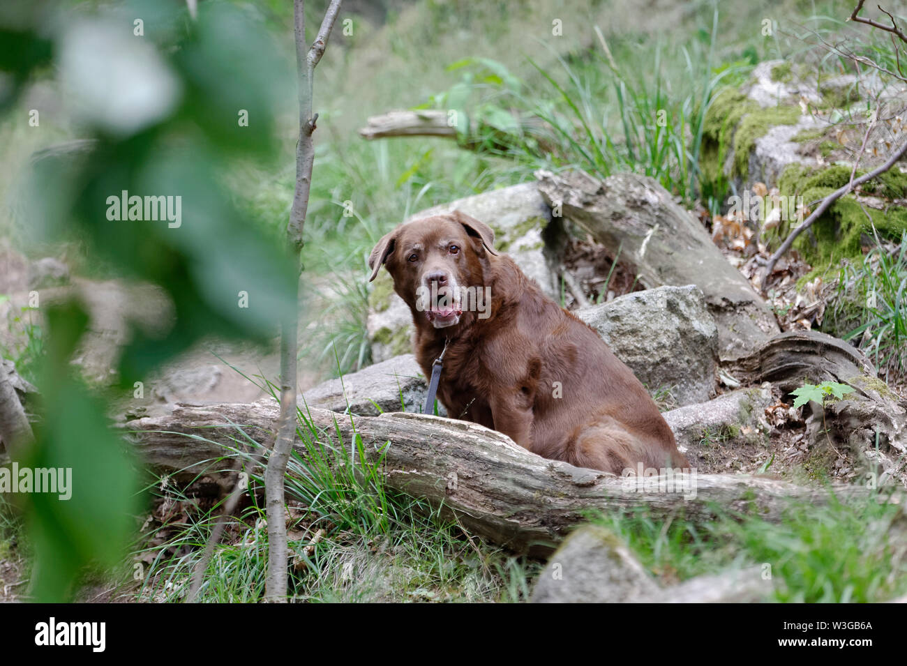 Thale Harz Foto Stock