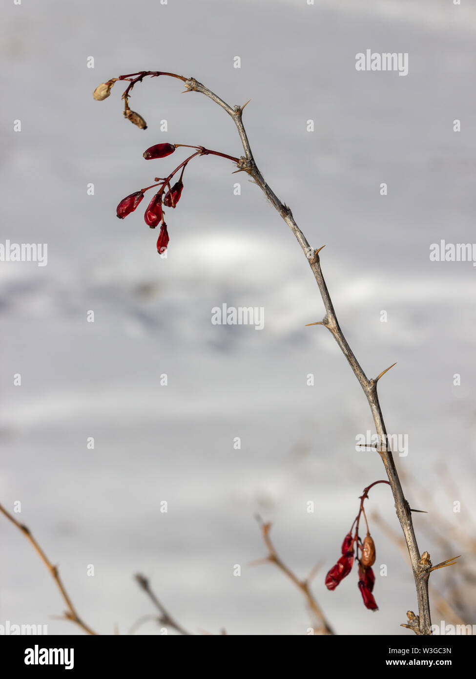 Scena invernale di wild flora di montagna. Bacca secca della pianta medicinale Berberis vulgaris Crespino () con la neve come sfondo. Messa a fuoco selettiva. Foto Stock