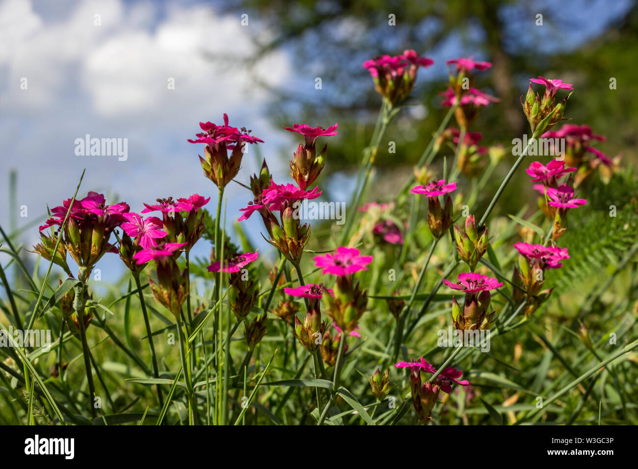 Di fiori alpini Dianthus carthusianorum certosini (rosa). Bassa prospettiva. Valle d'Aosta, Italia. Foto scattata a un'altitudine di 1700 metri. Foto Stock