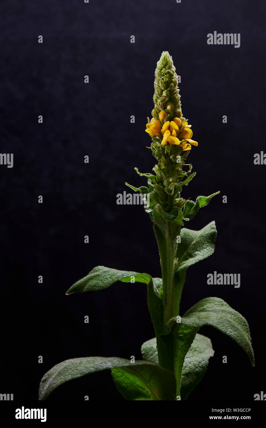 MULLEIN Foto Stock