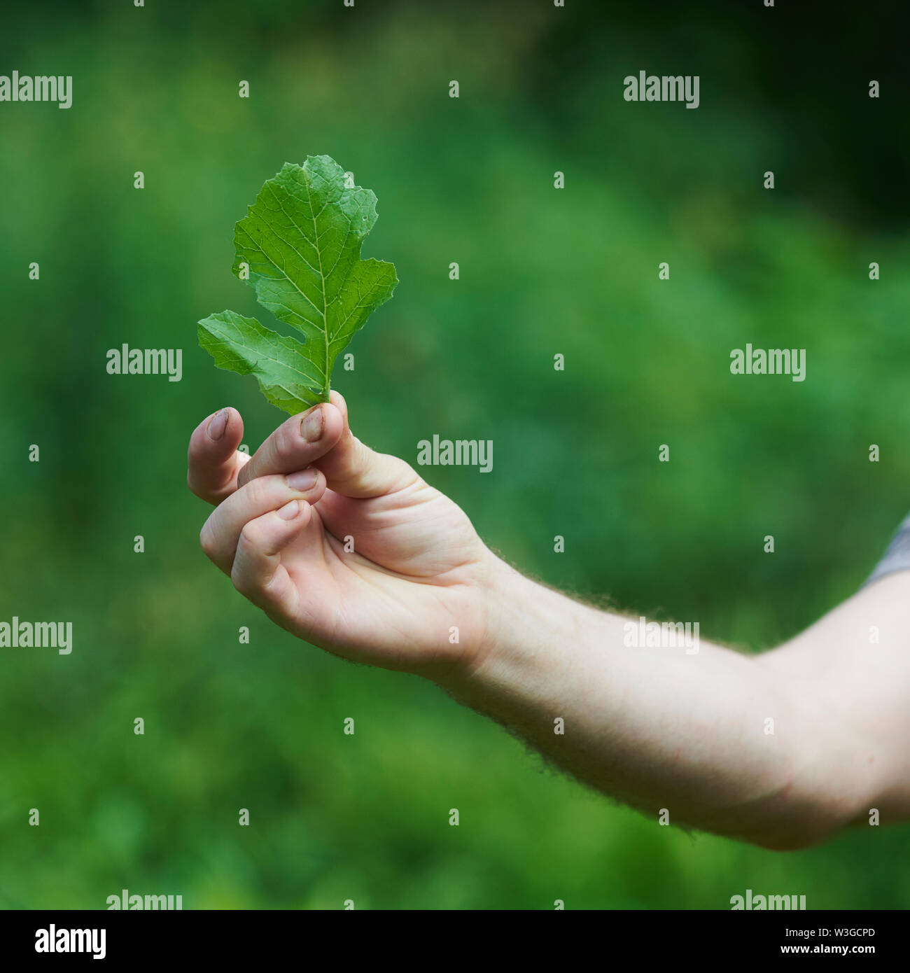 CHARLOCK foglia di senape Foto Stock