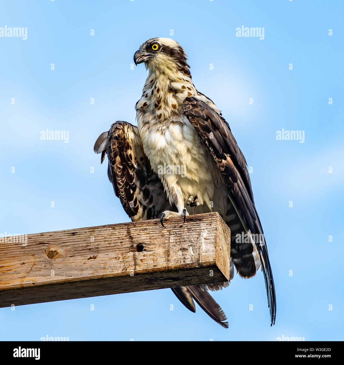 Wild osprey perched ed essiccando le sue ali su un palo - Florida, Stati Uniti d'America Foto Stock
