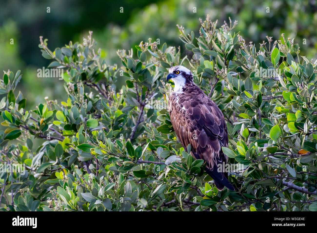 Wild osprey appollaiato in un lussureggiante verde albero in Florida Foto Stock