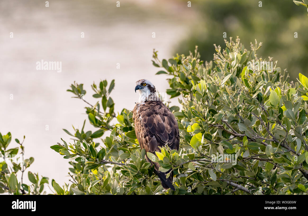 Wild osprey appollaiato in un verde completamente di habitat in Florida Foto Stock