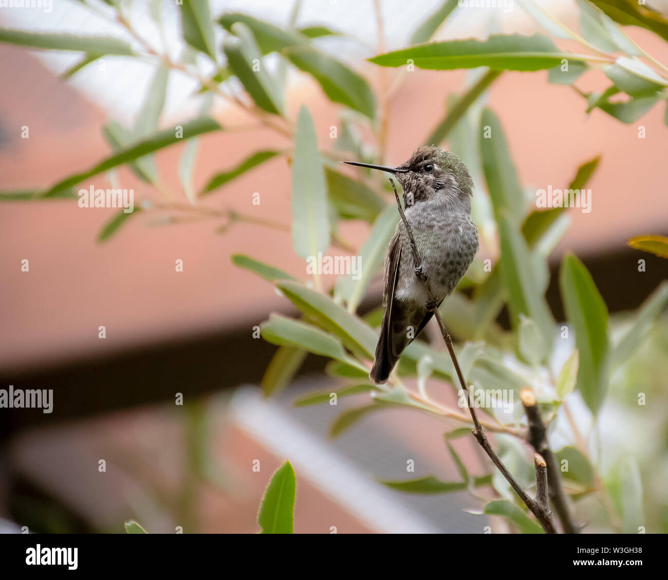 Ronzio uccello appollaiato in una struttura ad albero Foto Stock