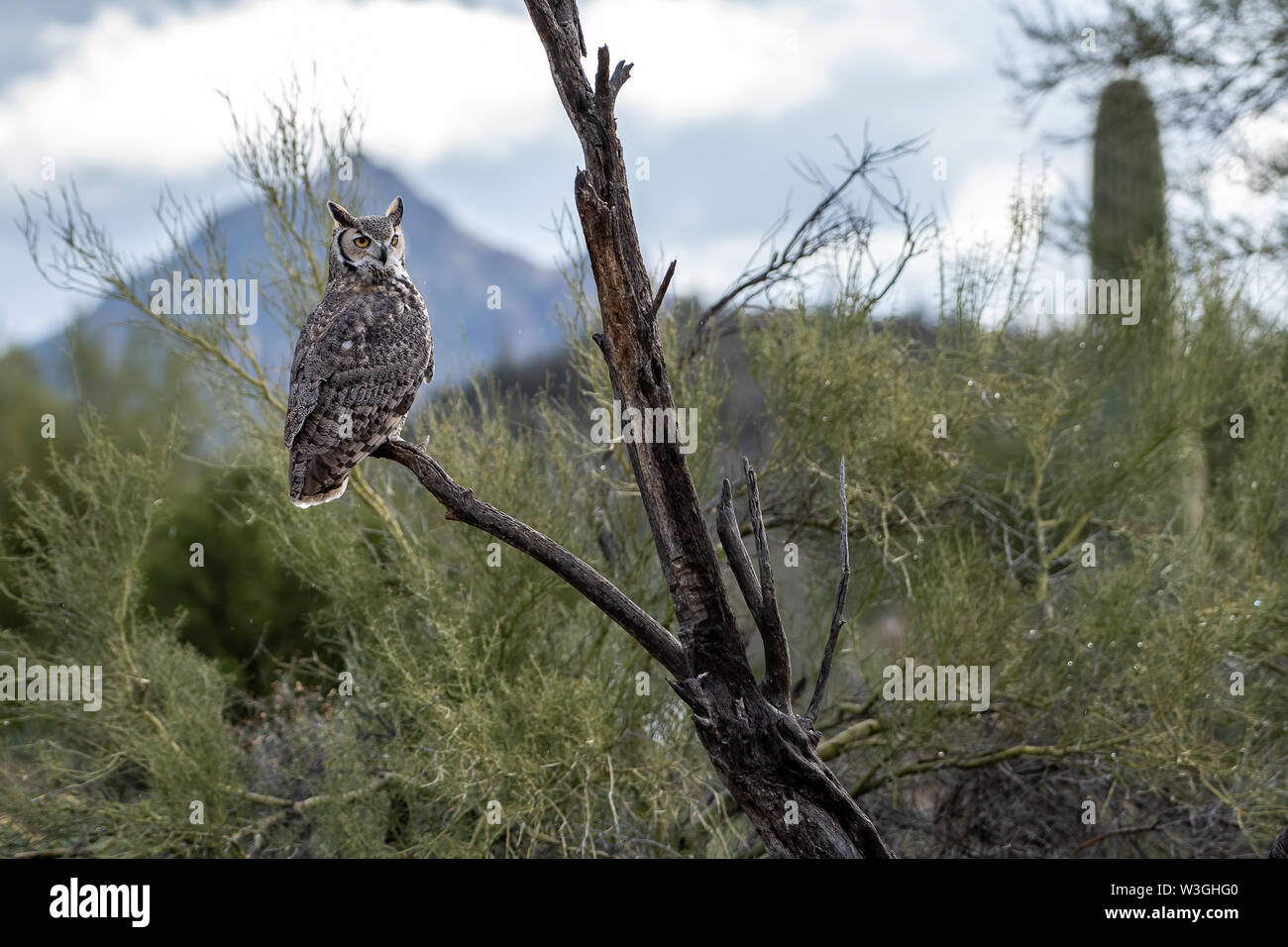Grande gufo cornuto in Arizona con montagne e cactus in scena Foto Stock