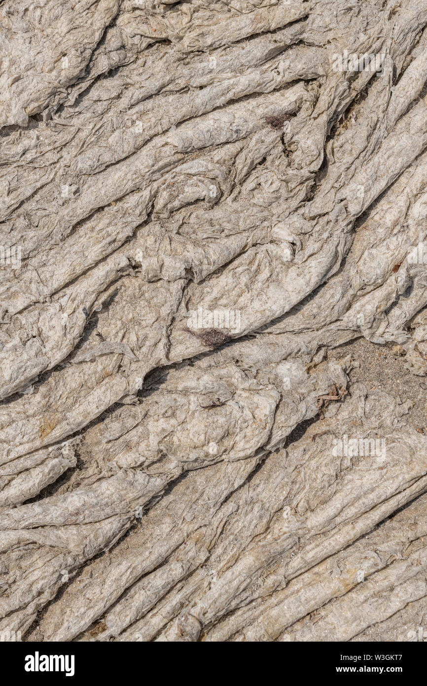 Deposito essiccato di sun-sbiancata alga lattuga di mare / Ulva lactuca si è incagliata sulla spiaggia e depositato presso la linea di deriva. Seashore astratta, alghe abstract Foto Stock